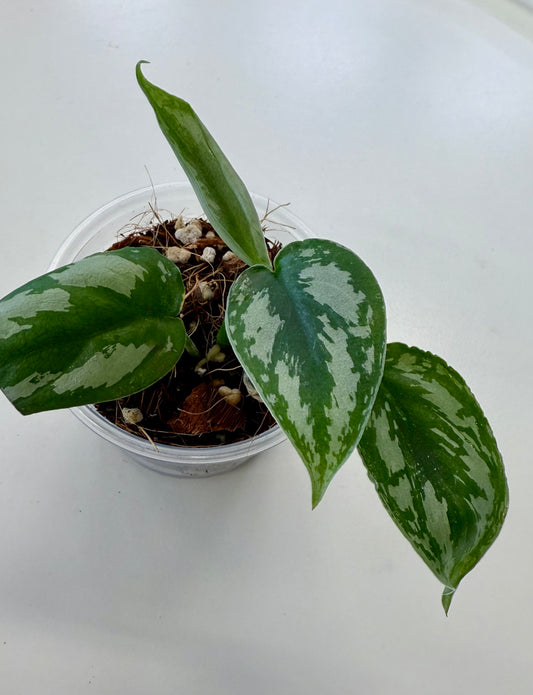 Scindapsus pictus ‘Silver Princess’