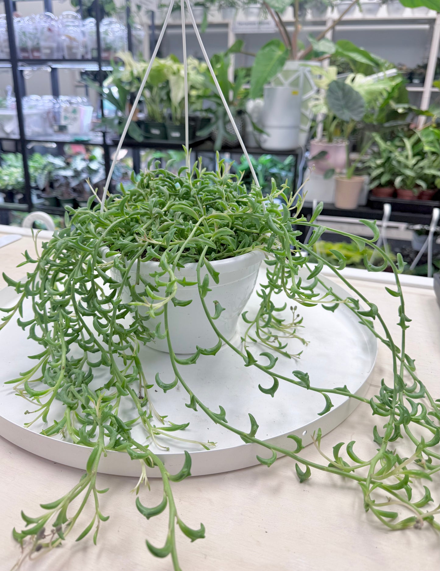 String of Dolphins | Senecio peregrinus 8” | No Ship