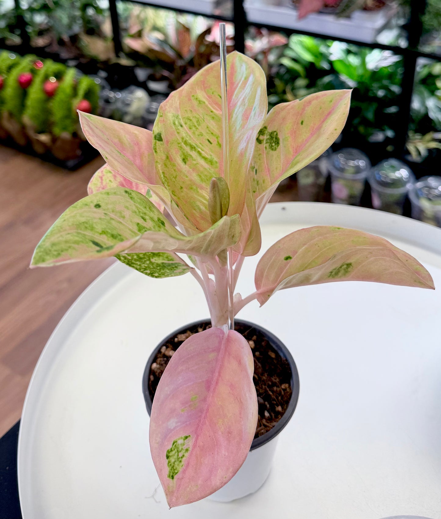 Aglaonema ‘Pink Emerald’