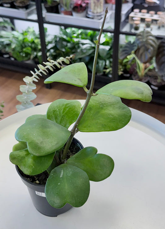 Hoya kerrii | ‘Heart’