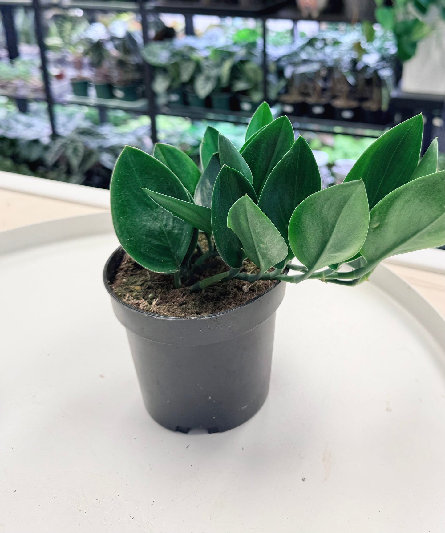 Scindapsus treubii 'Dark Form' 4”