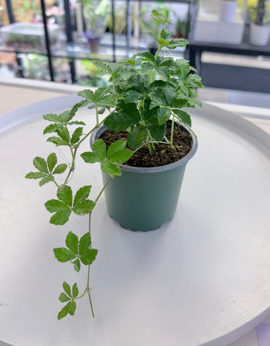 Cissus striata | Sugar vine 4”