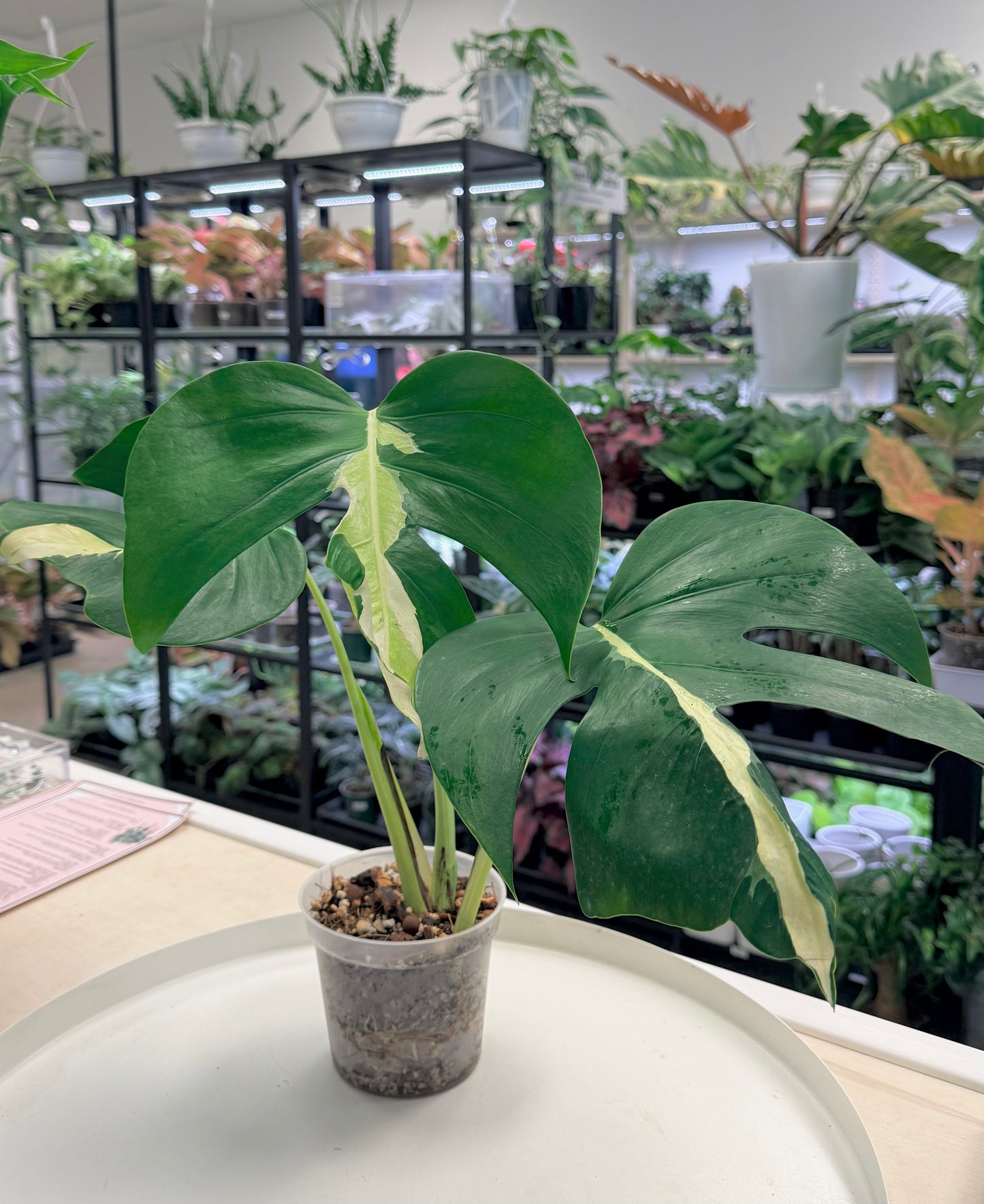 Monstera 'White Lava'