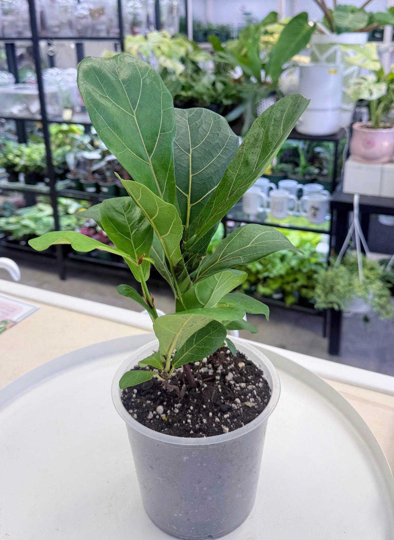 Ficus Lyrata | Fiddle Leaf Fig