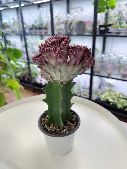 Euphorbia lactea ‘White Ghost’ cristata (Grafted) Large
