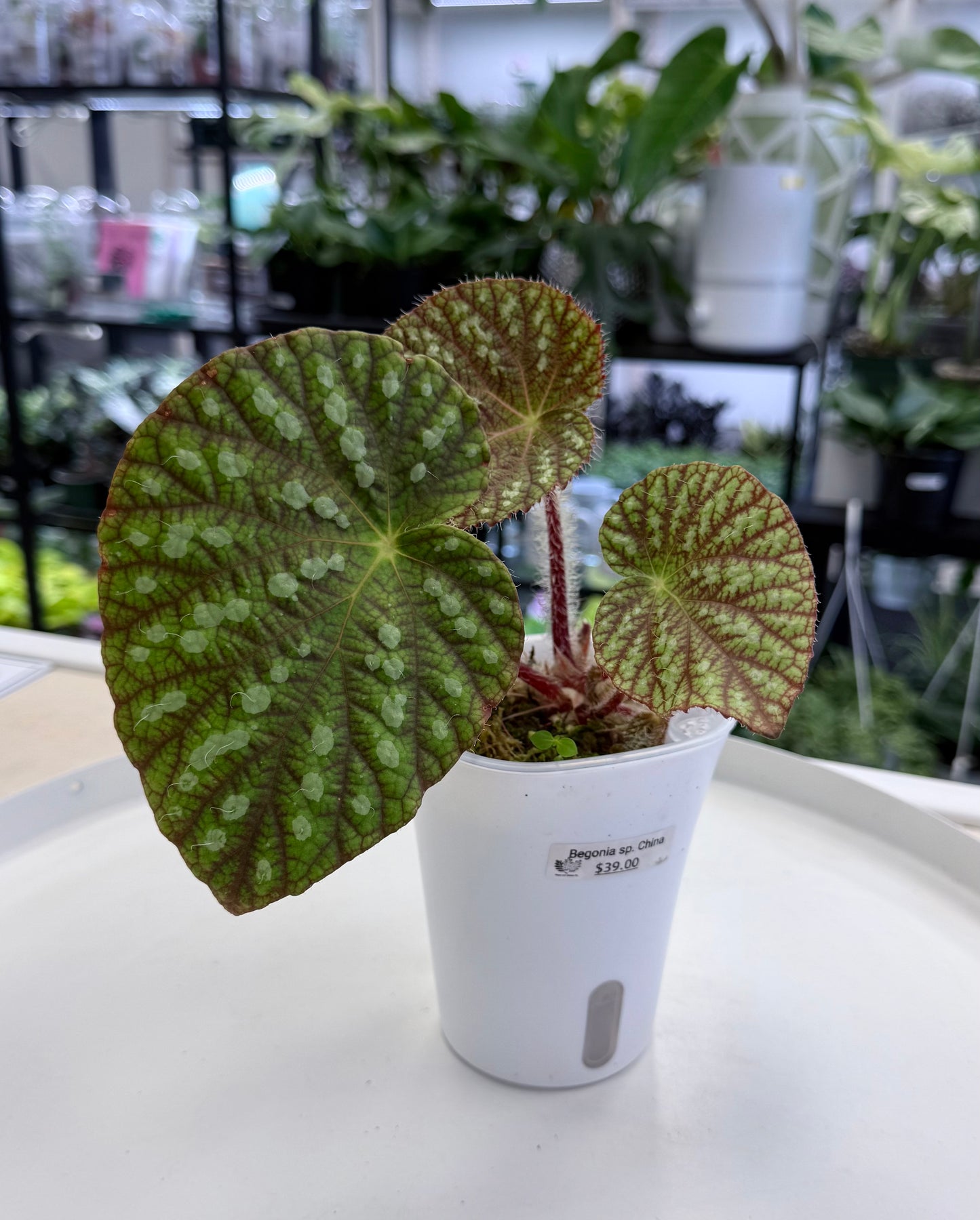 Begonia sp. China