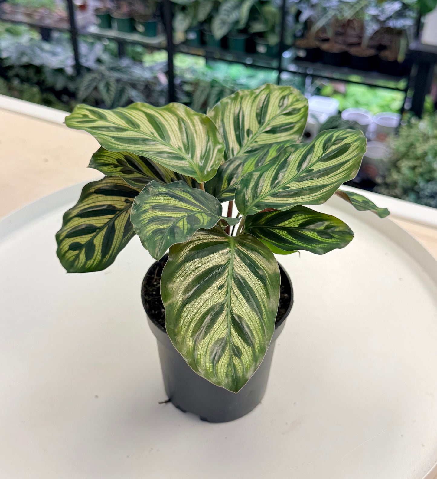 Calathea ‘Peacock’ | Goeppertia makoyana