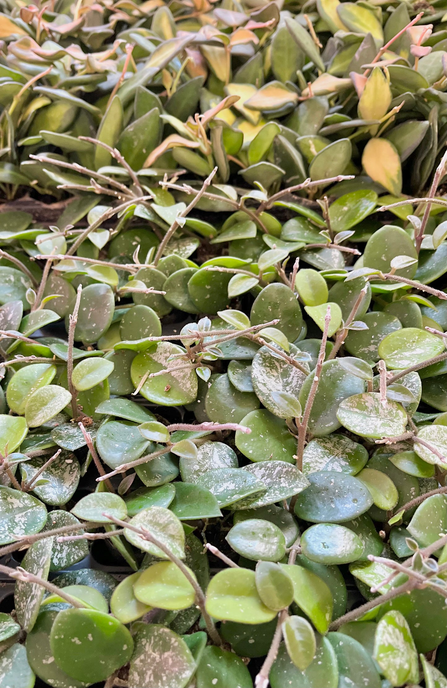 Hoya ‘Mathilde Splash’ (in plugs)