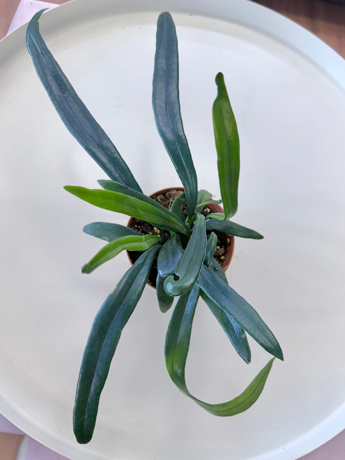 Microsorum thailandicum | Blue Oil Fern 3”