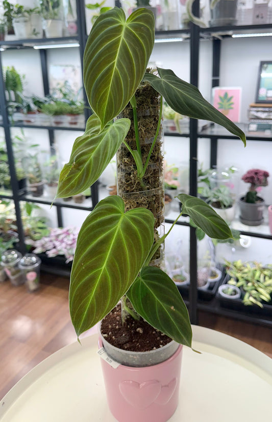 Philodendron ‘Splendid’ (Philodendron melanochrysum x verrucosum) 4.5”