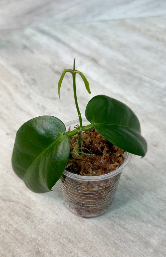 Hoya sp. PNG SV422