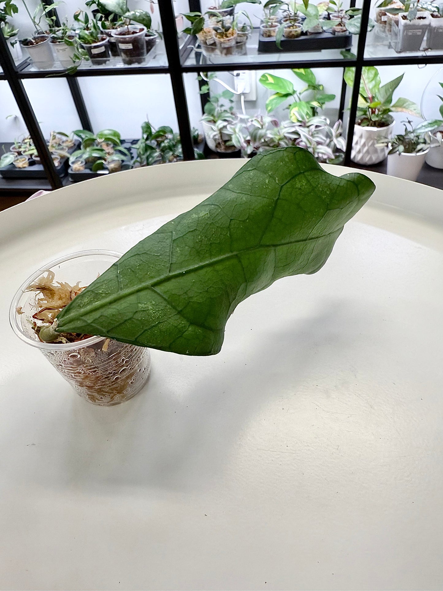 Hoya sp. Lata Iskandar