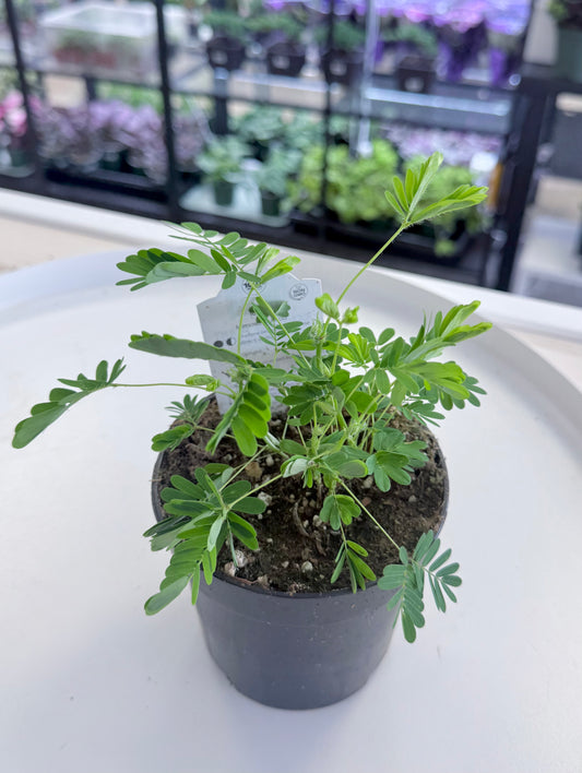 Mimosa pudica | Sensitive Plant 4”