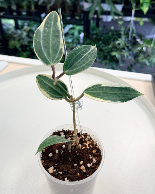 Hoya latifolia Outer Variegated