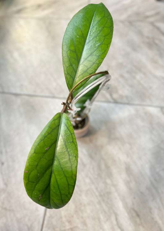 Hoya vitellinoides with trellis