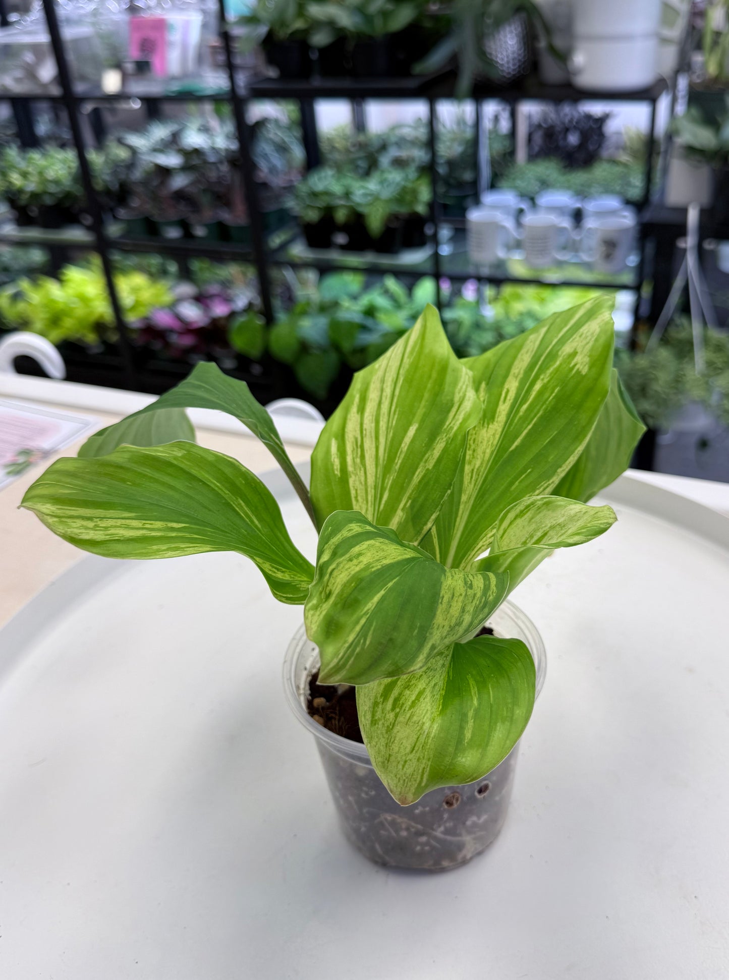 Kaempferia sp. Variegated