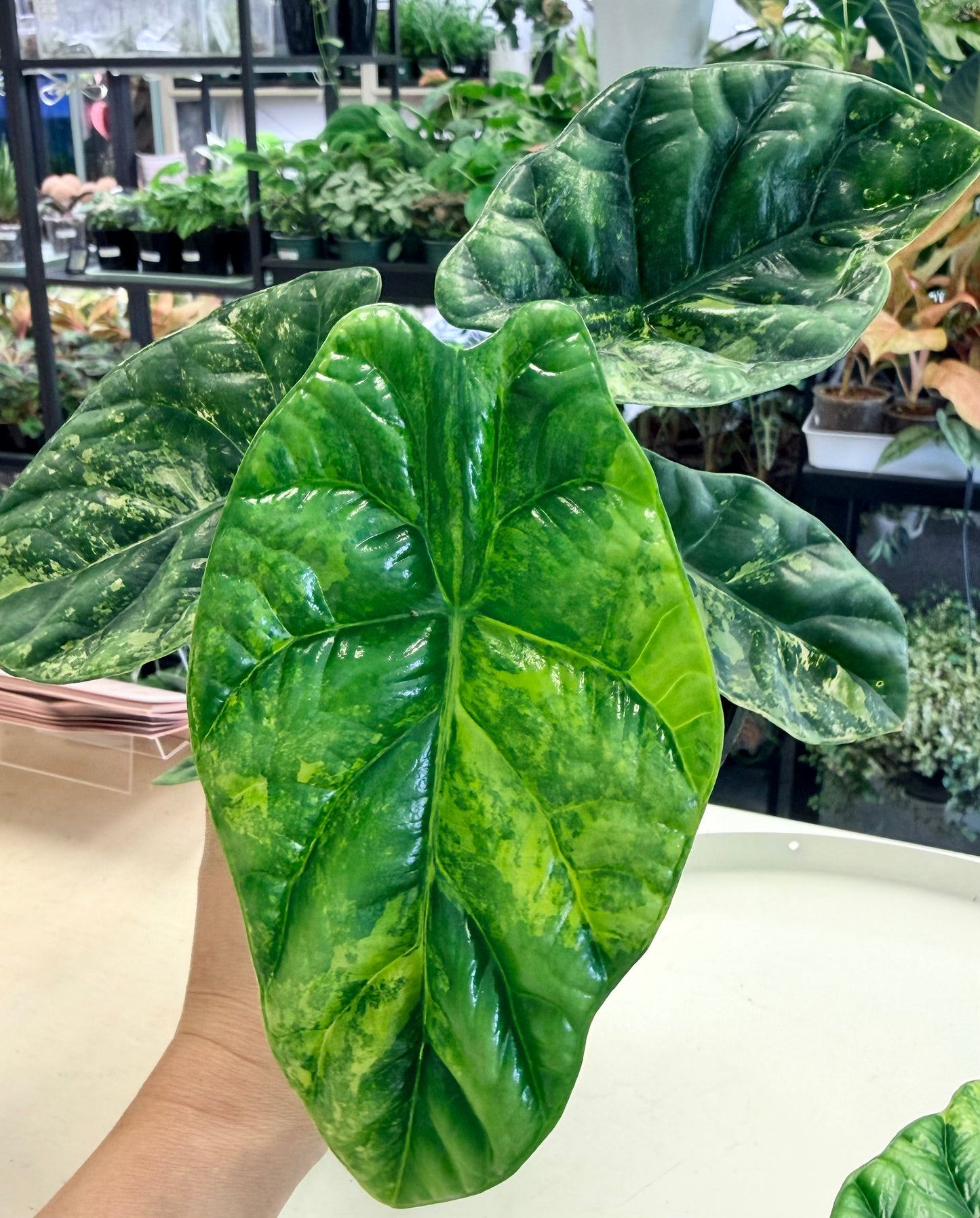 Alocasia sinuata Aurea 4"