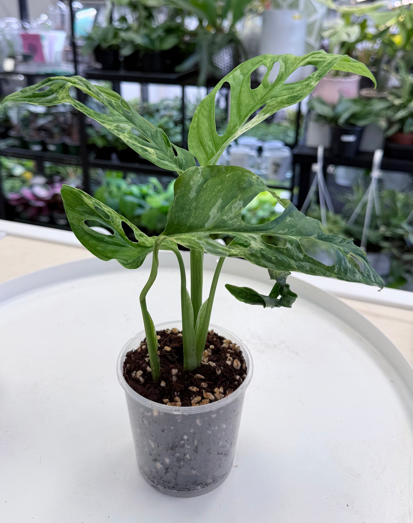 Monstera adansonii 'Indonesian Marble’