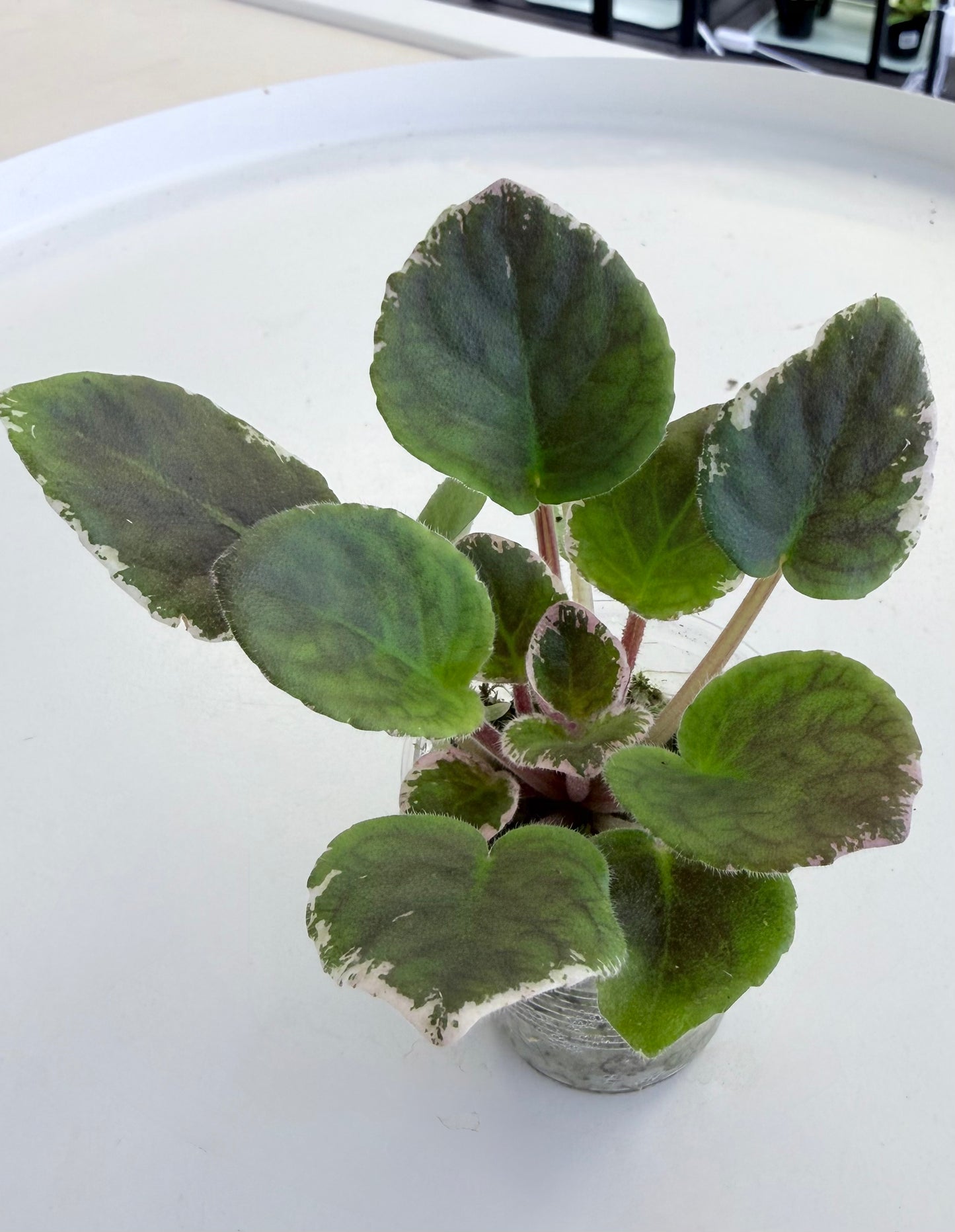 African Violet Variegated | VaT Aromat glitsinii