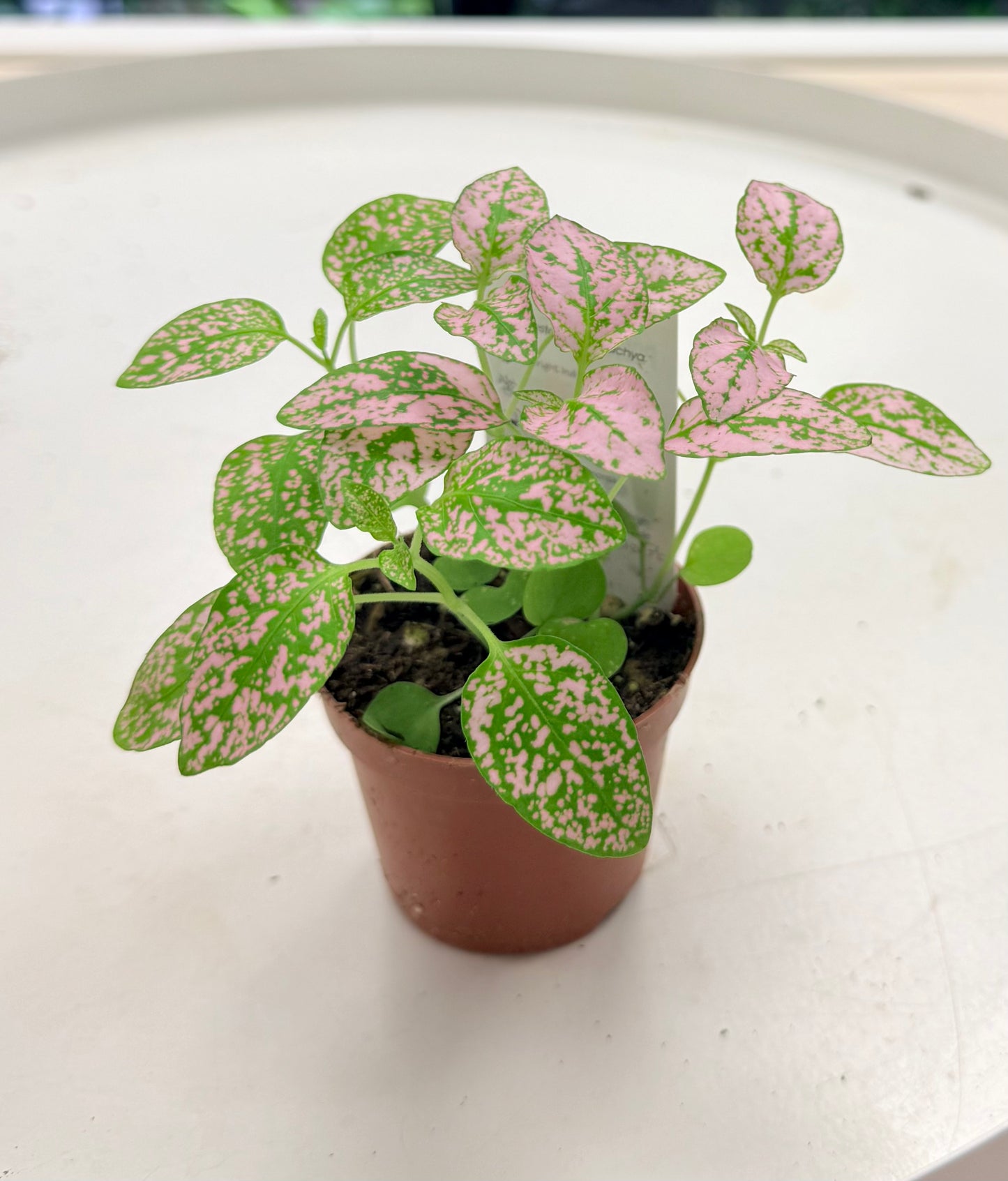 Polka Dot Plant | Hypoestes phyllostachya | Assorted Colors