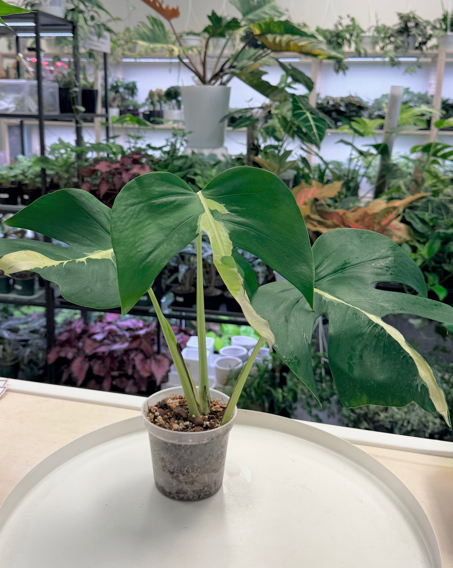 Monstera 'White Lava'