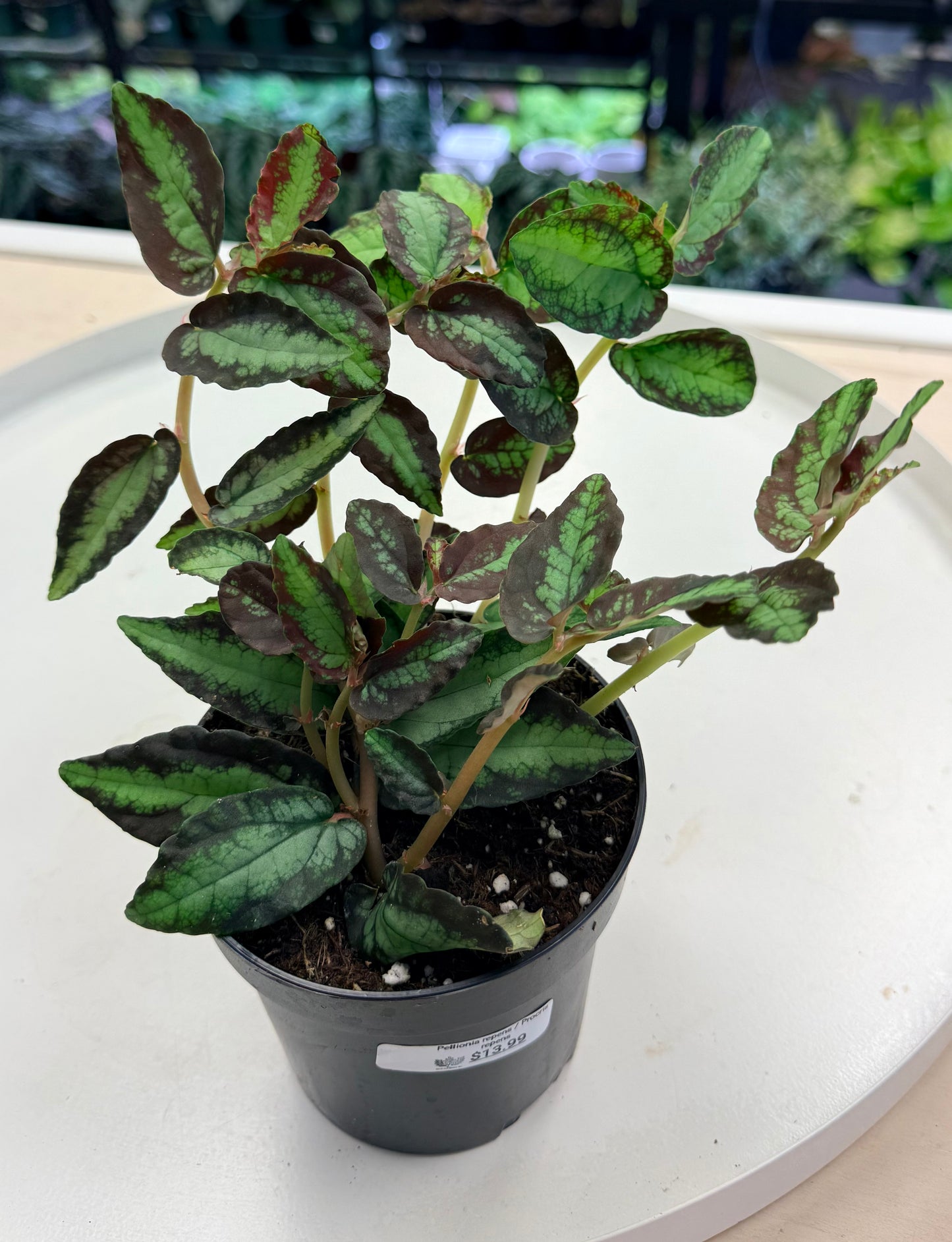 Pellionia repens