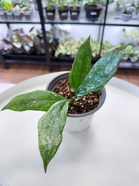 Hoya sp. Germany