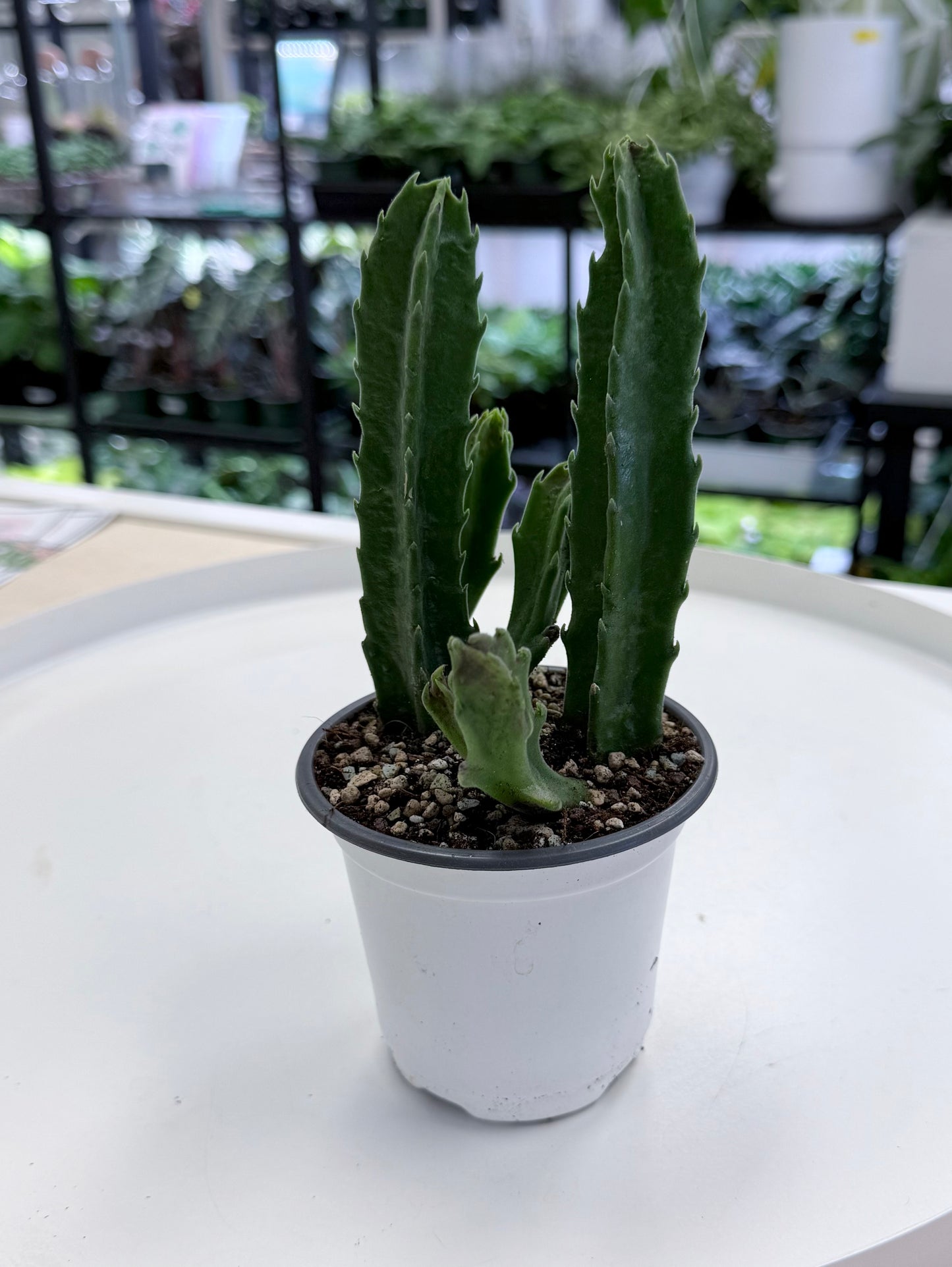 Stapelia gigantea | Starfish Cactus 4”