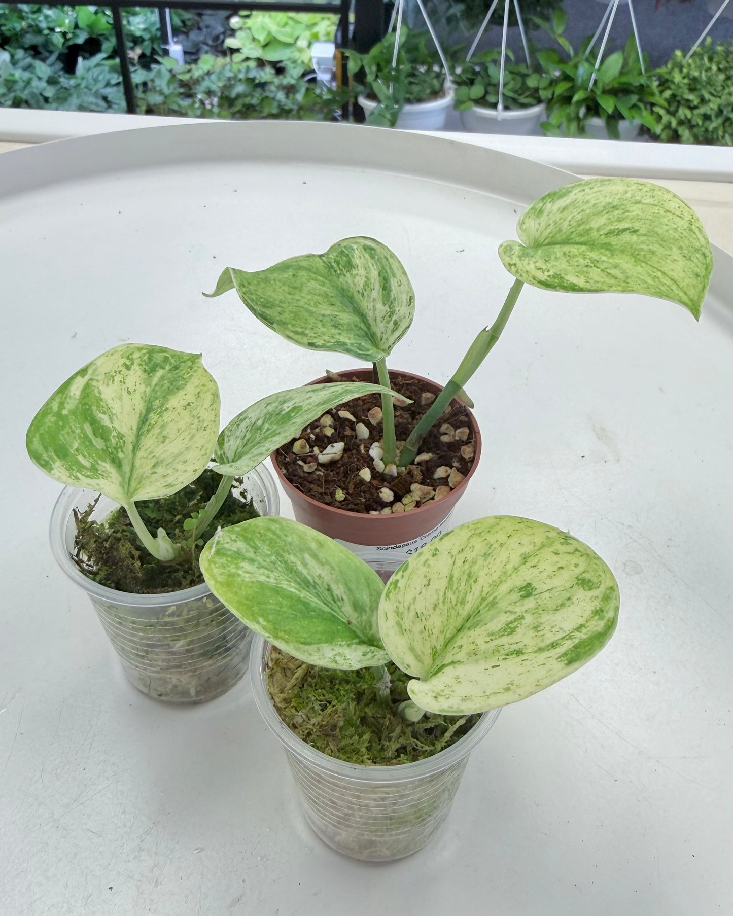 Scindapsus 'Creme Brulee' 2”