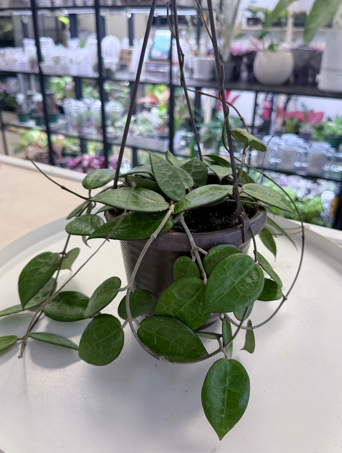 Hoya verticillata ‘Black Margin’ 6”