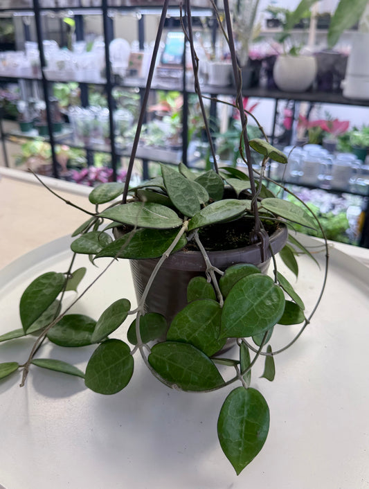 Hoya verticillata ‘Black Margin’ 6”
