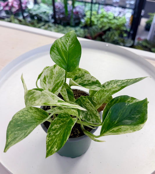 Epipremnum aureum 'Marble Queen'