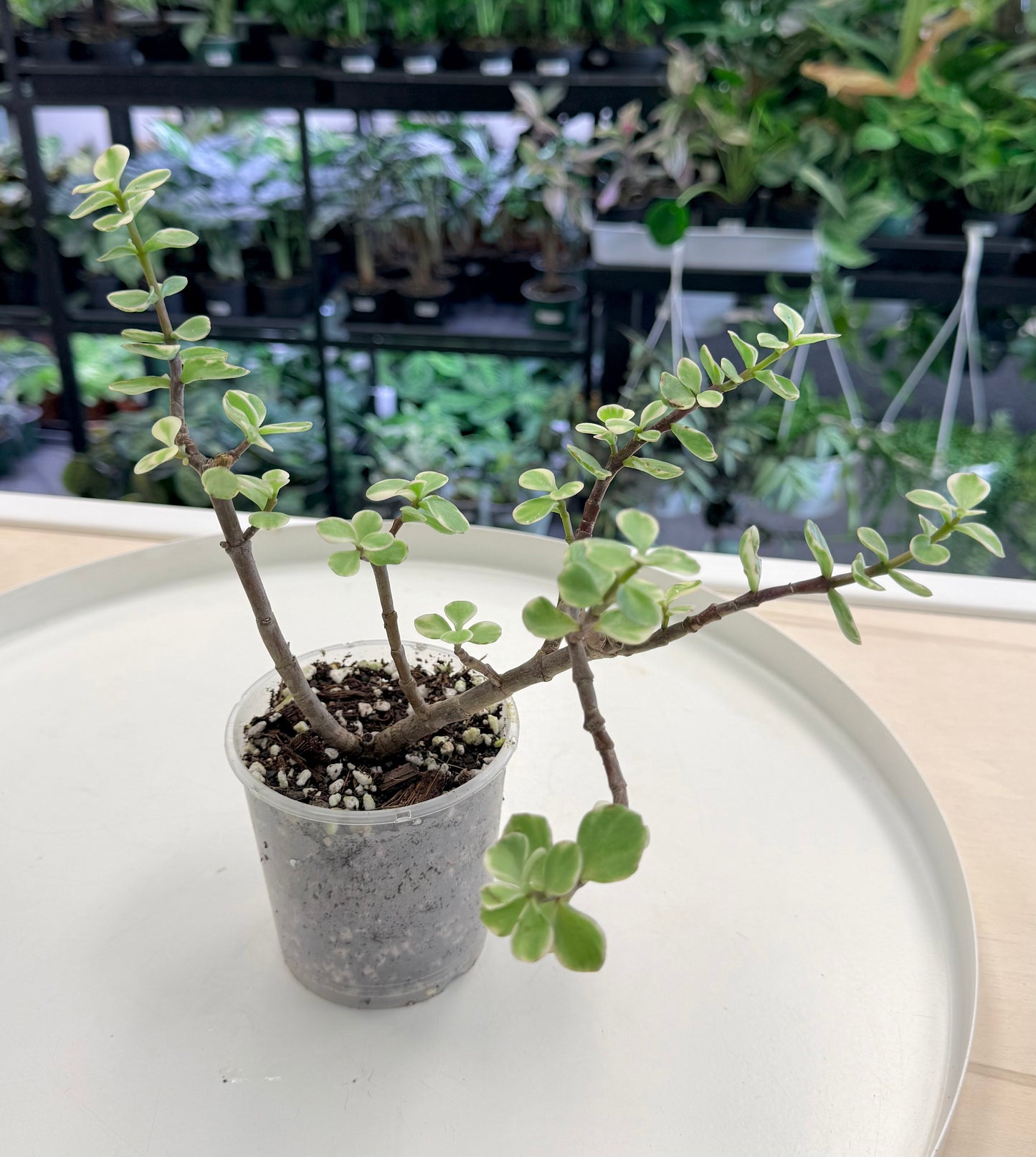 Pre-Bonsai | Portulacaria afra Variegated 3”