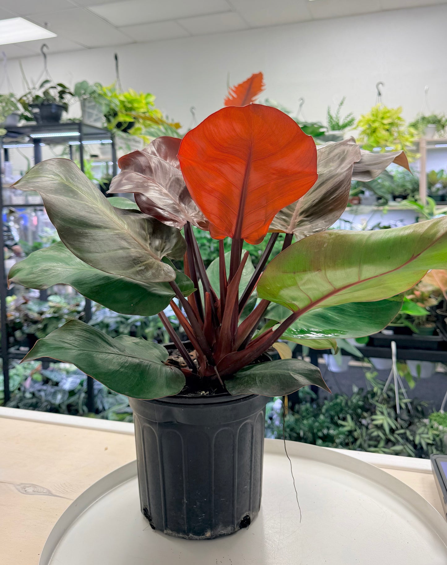 Philodendron 'McColley's Finale’ 8” | No Ship