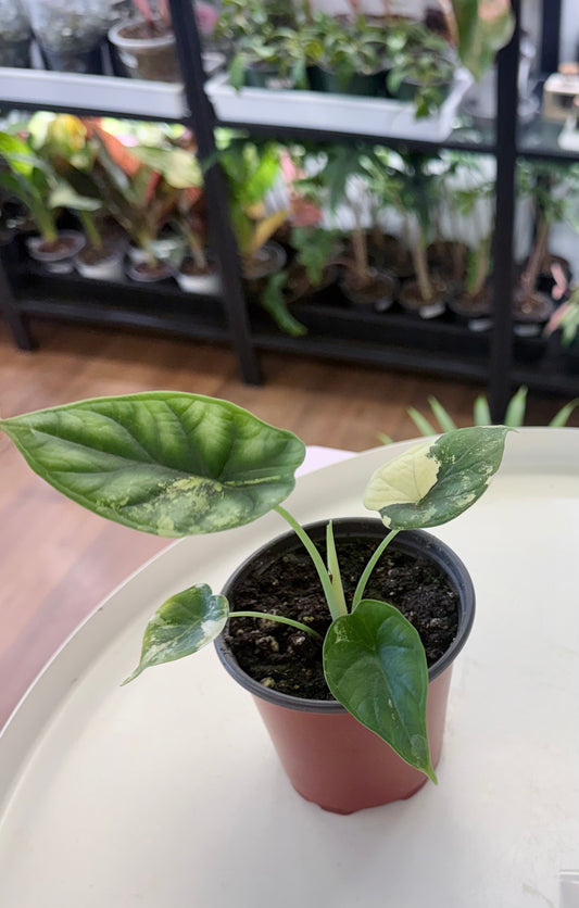 Alocasia ‘Dragon Scale’ Albo 3.5”