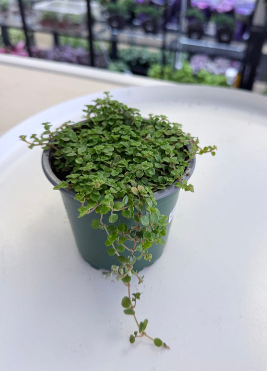 Pilea depressa 'Sao Paulo'