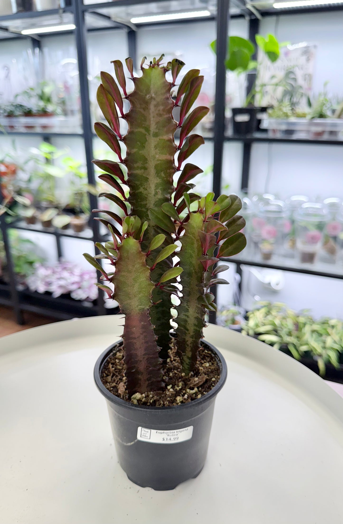 Euphorbia trigona ‘Rubra’ 4”