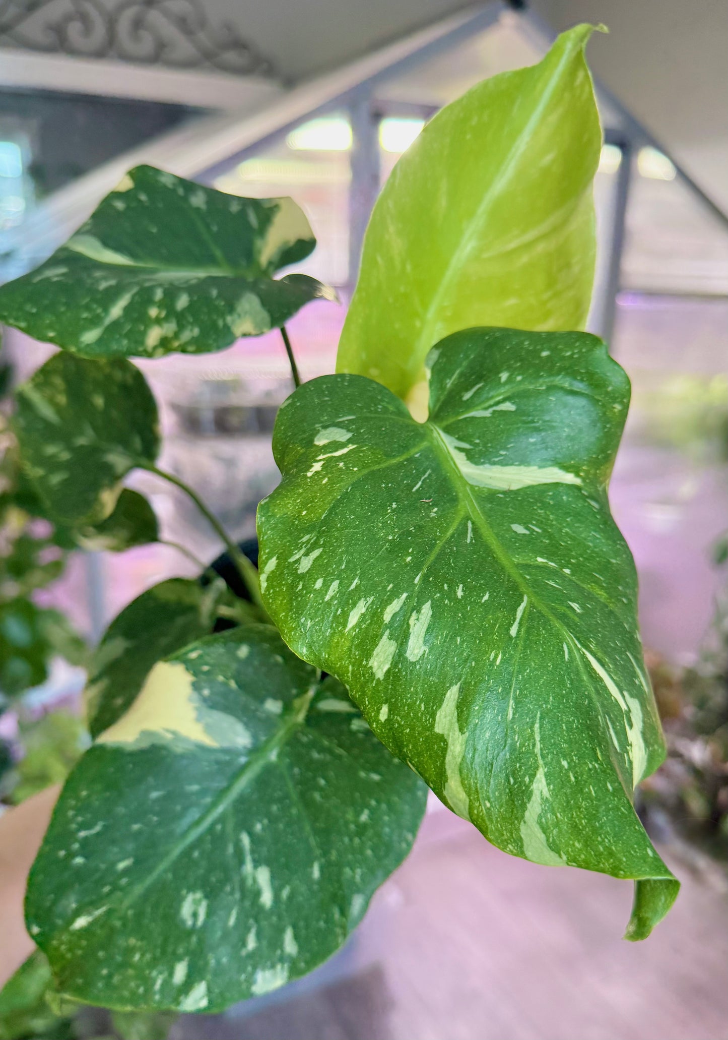 Monstera ‘Thai constellation’