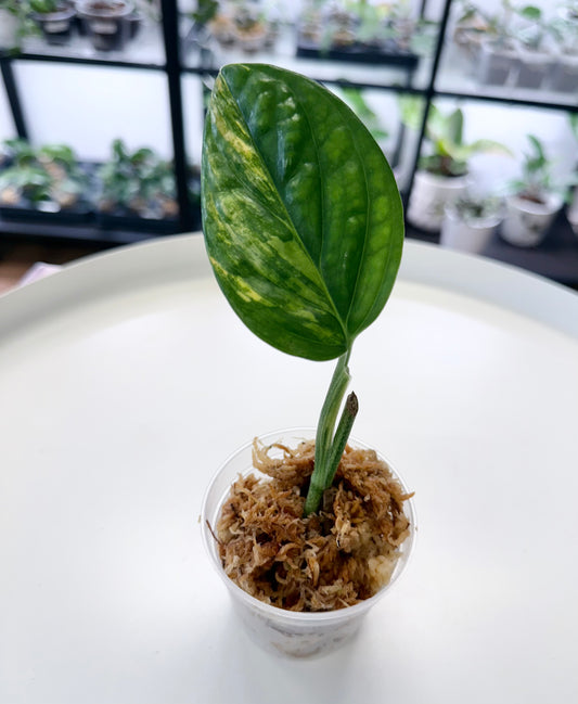 Monstera karstenianum (Peru) variegated