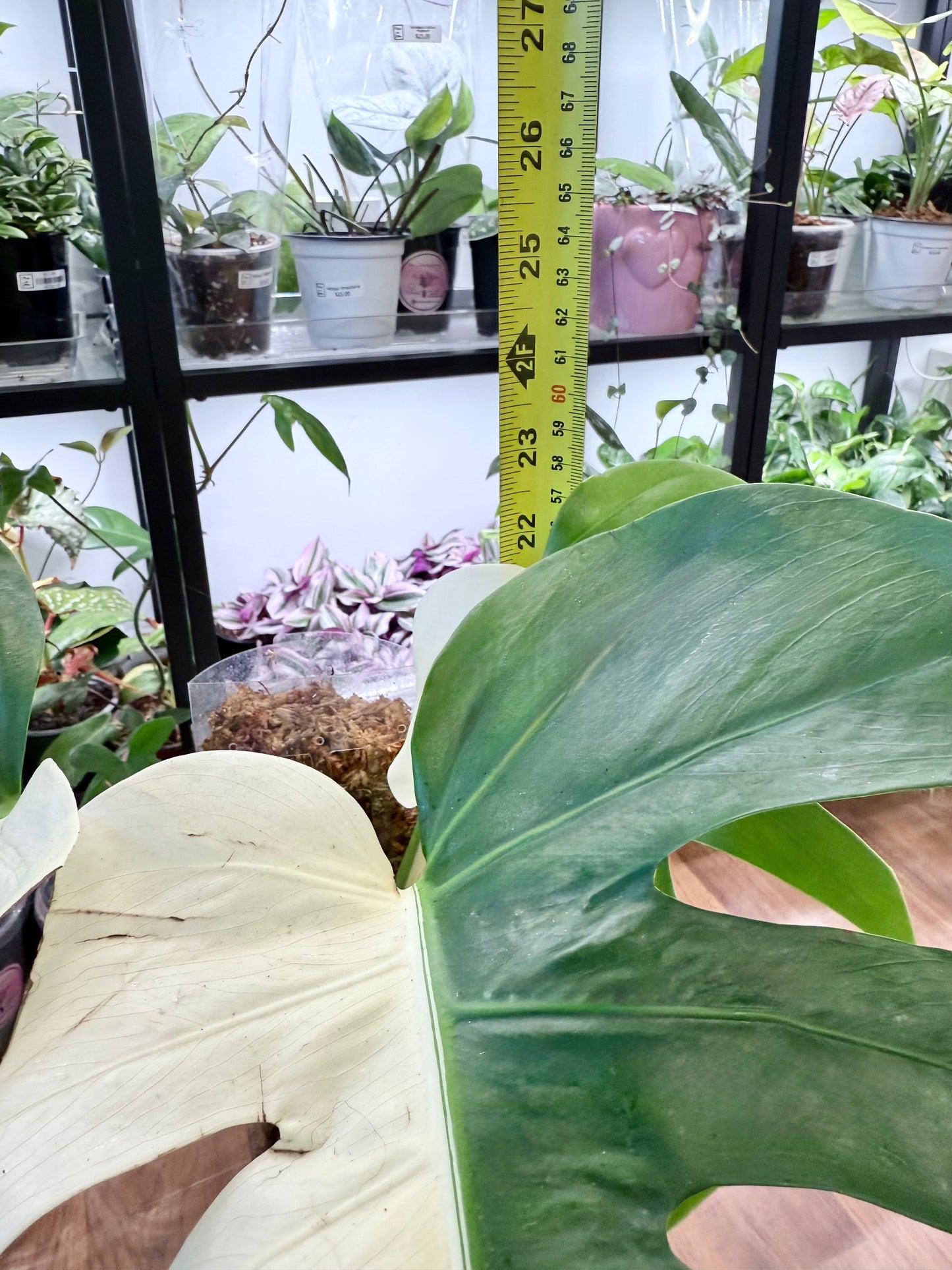 Monstera deliciosa Albo