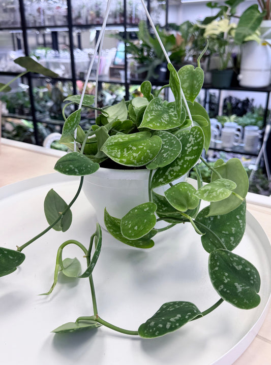 Scindapsus pictus 'Silvery Ann' | 8” HB No Ship