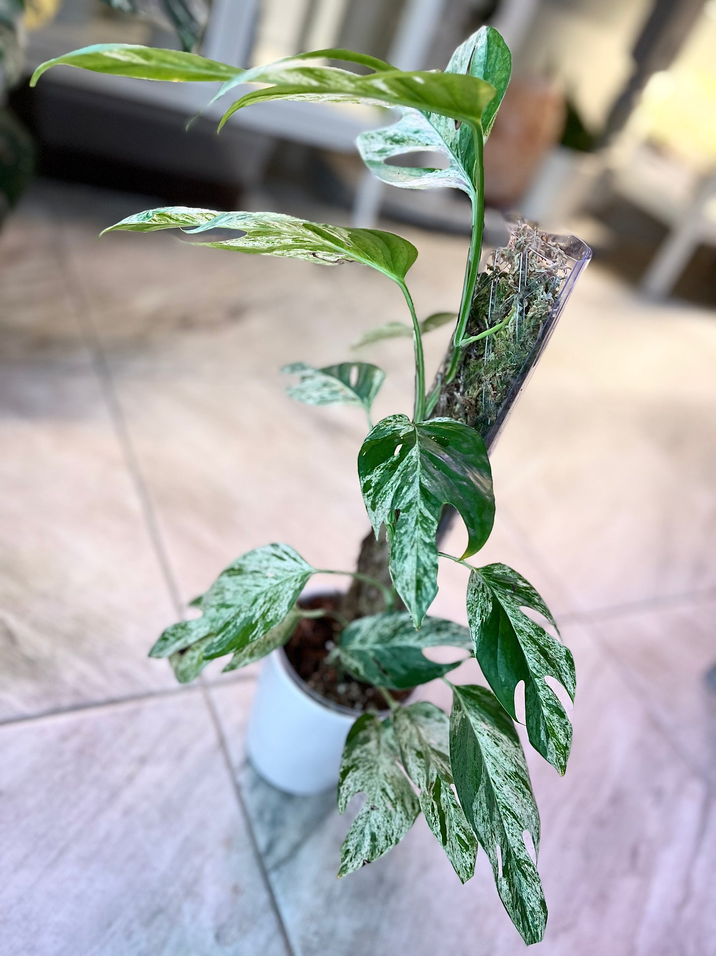 XL Epipremnum pinnatum 'Marble' | No Ship