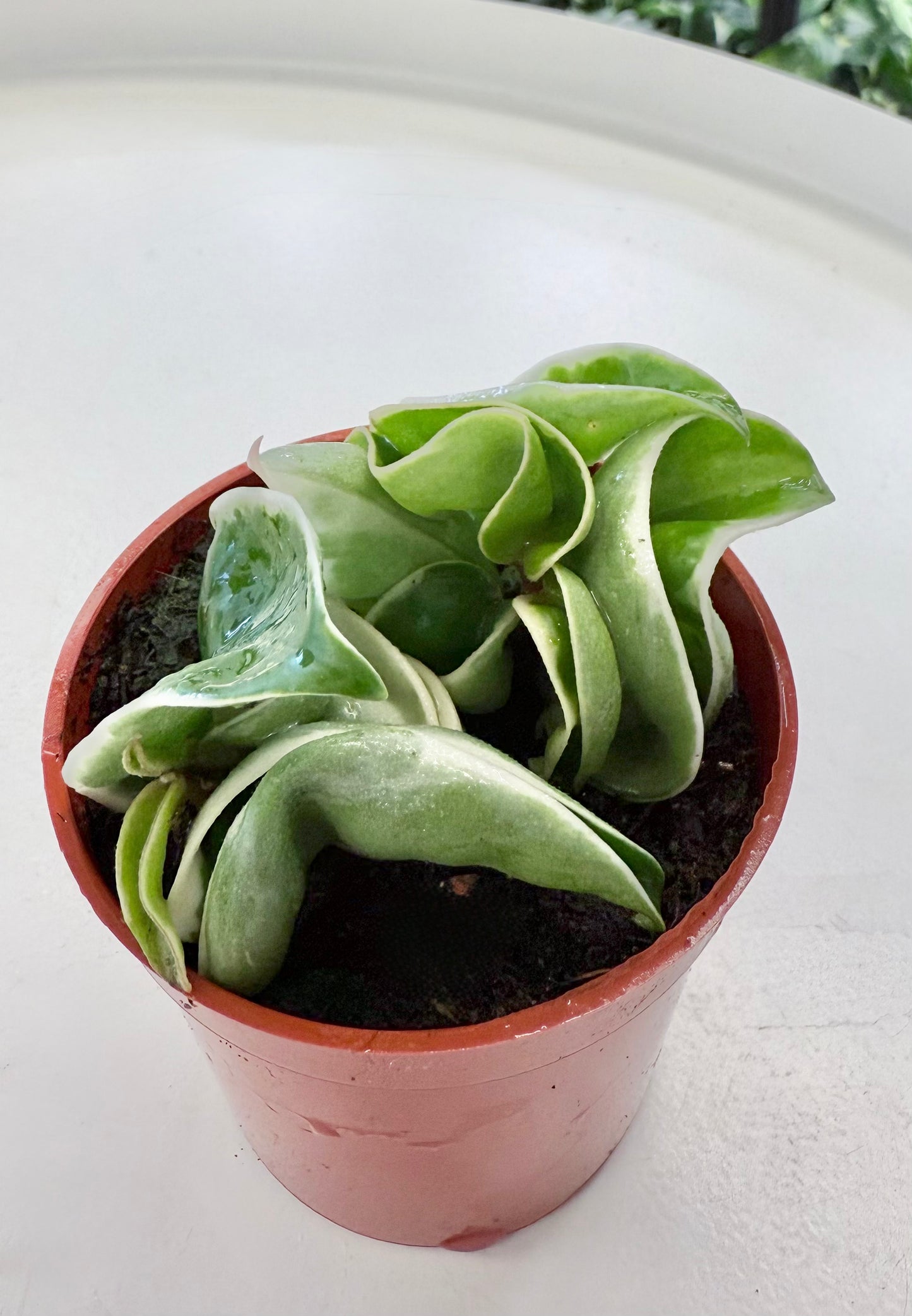 Hoya compacta Outer Variegated 2.5”