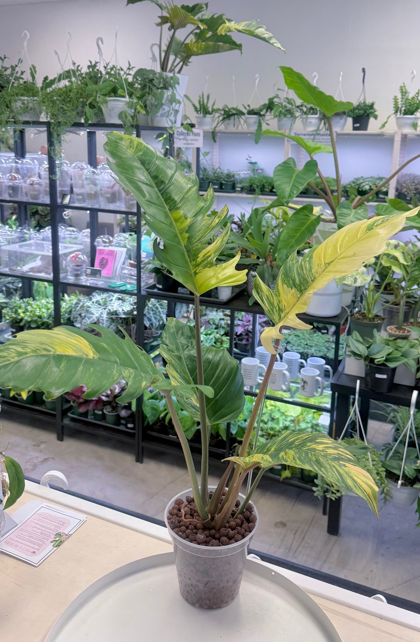 XXL Philodendron ‘Caramel Marble’ ***Will be shipped with moss