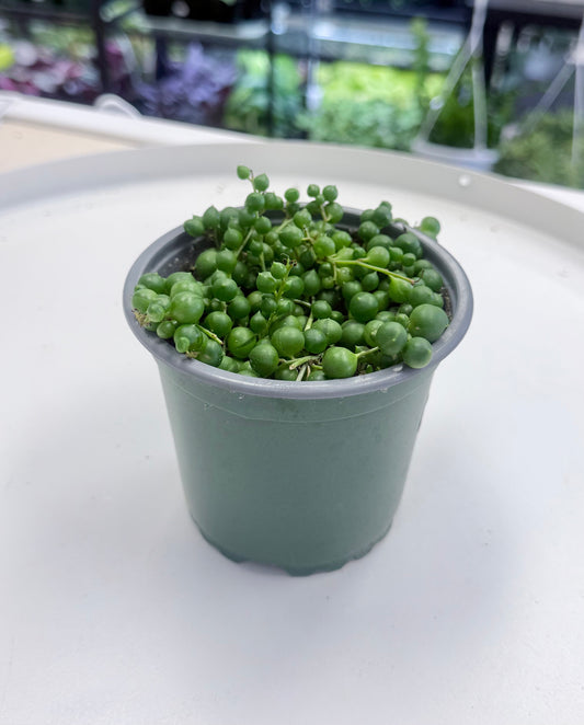 Senecio rowleyanus | String of Pearls 4”