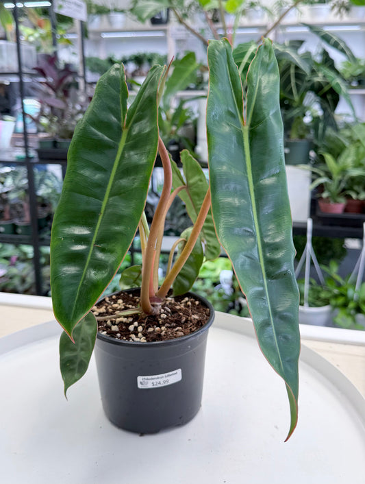 Philodendron billietiae 5”