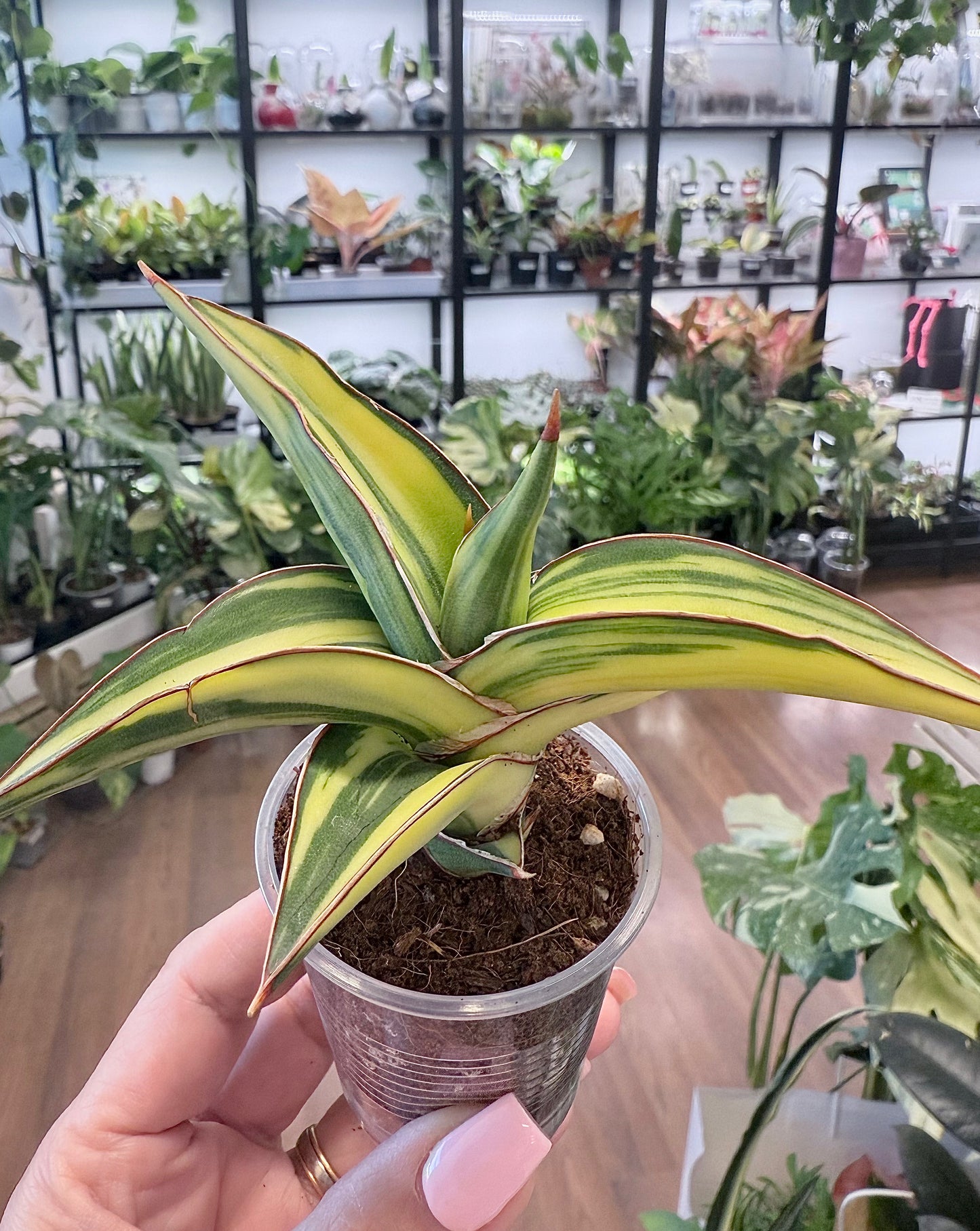 Sansevieria 'Lavranos’ Aurea