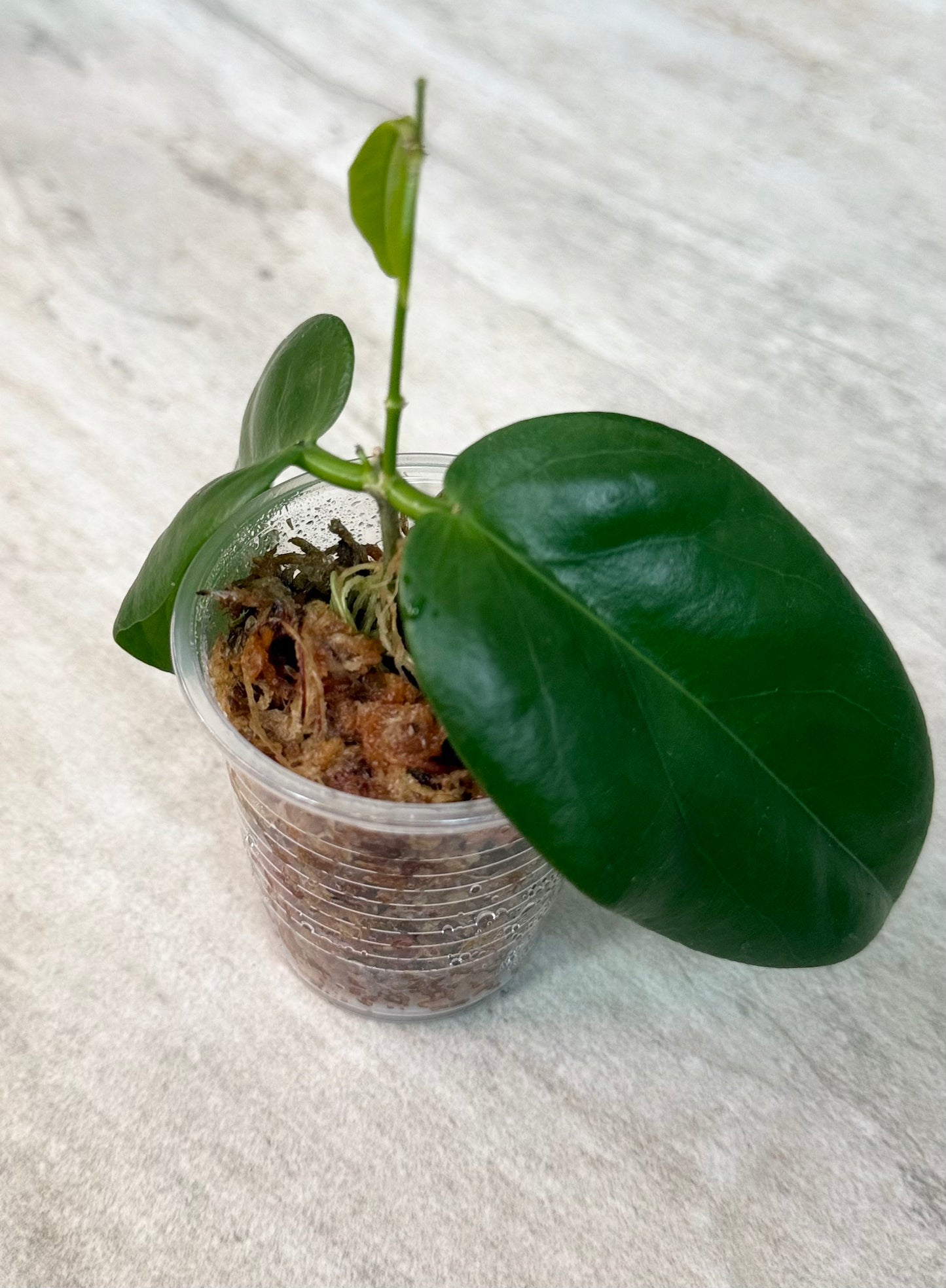 Hoya sp. PNG SV422