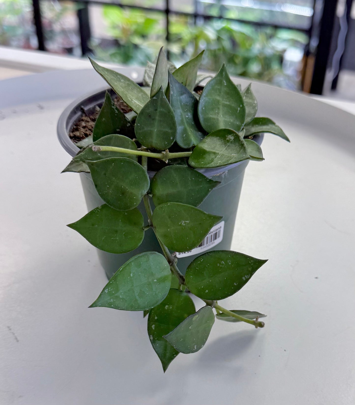 Hoya krohniana 4”