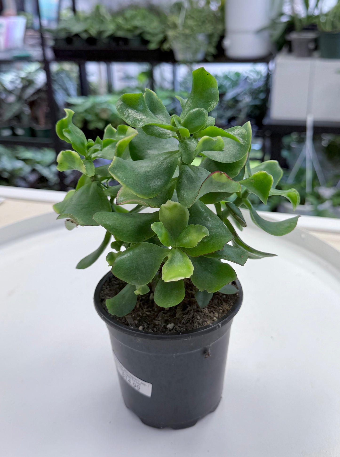 Crassula arborescens ssp. undulatifolia | Curly Jade Tinted 4”